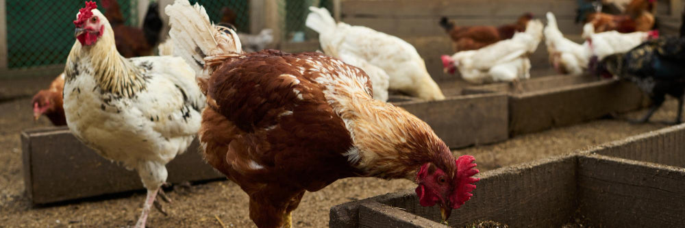 Hühnerstall einrichten mit Sitzstangen, Legenestern und Einstreu