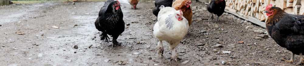 Hühnerstall reinigen und desinfizieren: Grundreinigung Schritt für Schritt