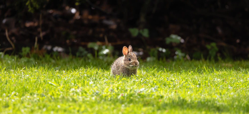 Kaninchen draußen halten: was das Gehege im Winter leisten muss