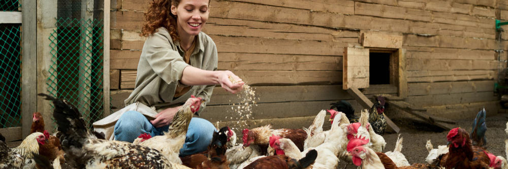 Wie viel Platz brauchen Hühner? Stallfläche und Auslauf pro Huhn